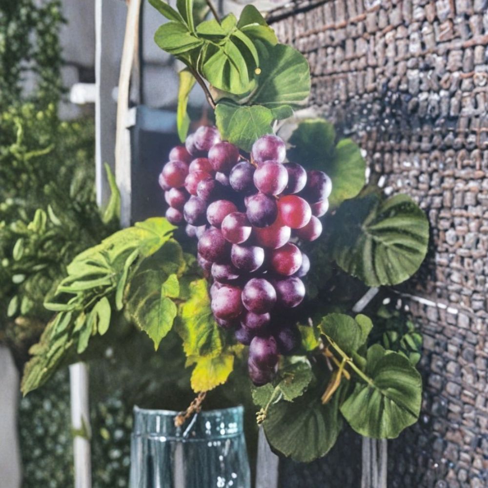 Black Beauty Muscadine Grape Vine – Vitis rotundifolia Live Plant | 1 Gallon Size | Sweet Black Grapes | Includes Root Ball | Vineyard & Garden Friendly | Easy to Grow