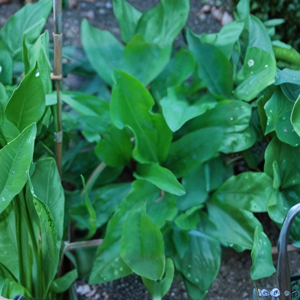 Broadleaf Plantain – Plantago major Live Bare Root Plants | Set of 5 | 3–10 Inches Tall | Hardy Medicinal Herb | Easy to Grow