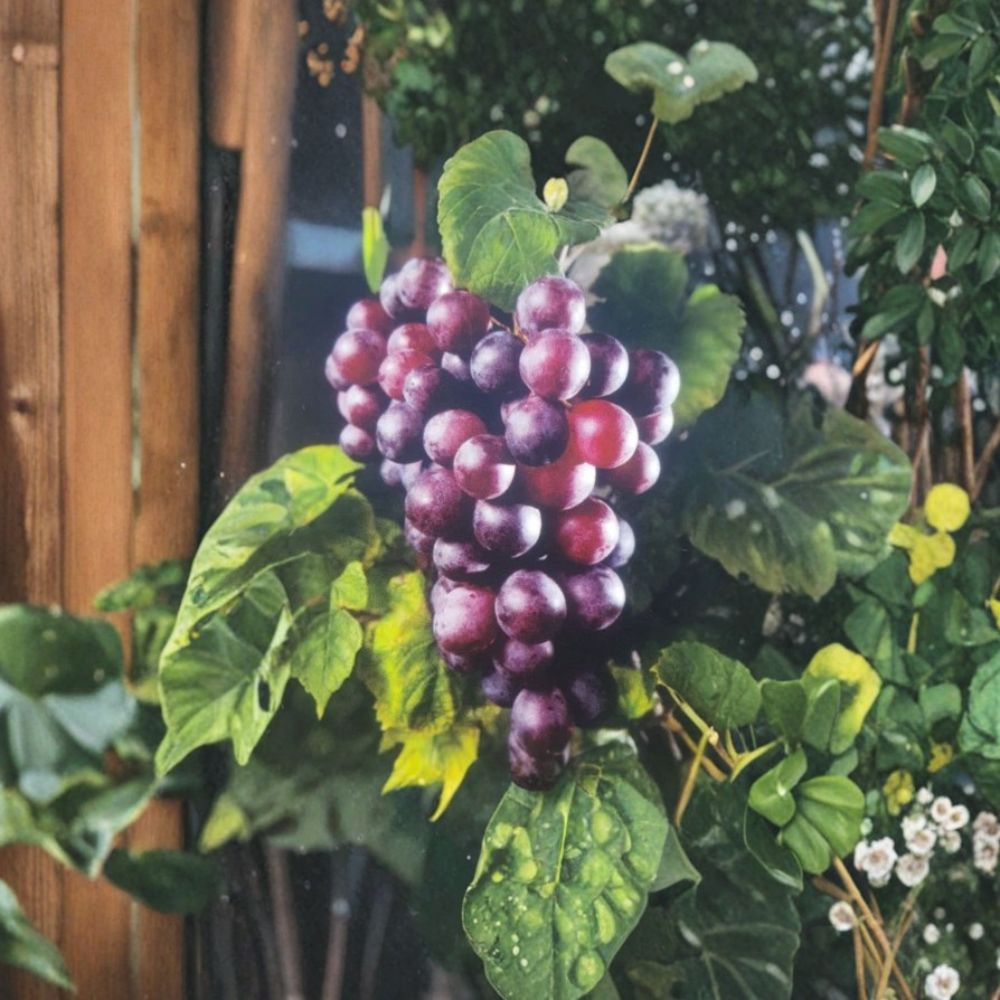 Black Supreme Muscadine Grape Vine – Live Plant | 3 Gallon Size | Includes Rooted Grapevine Ready for Planting | Vineyard & Backyard Friendly | Easy to Grow