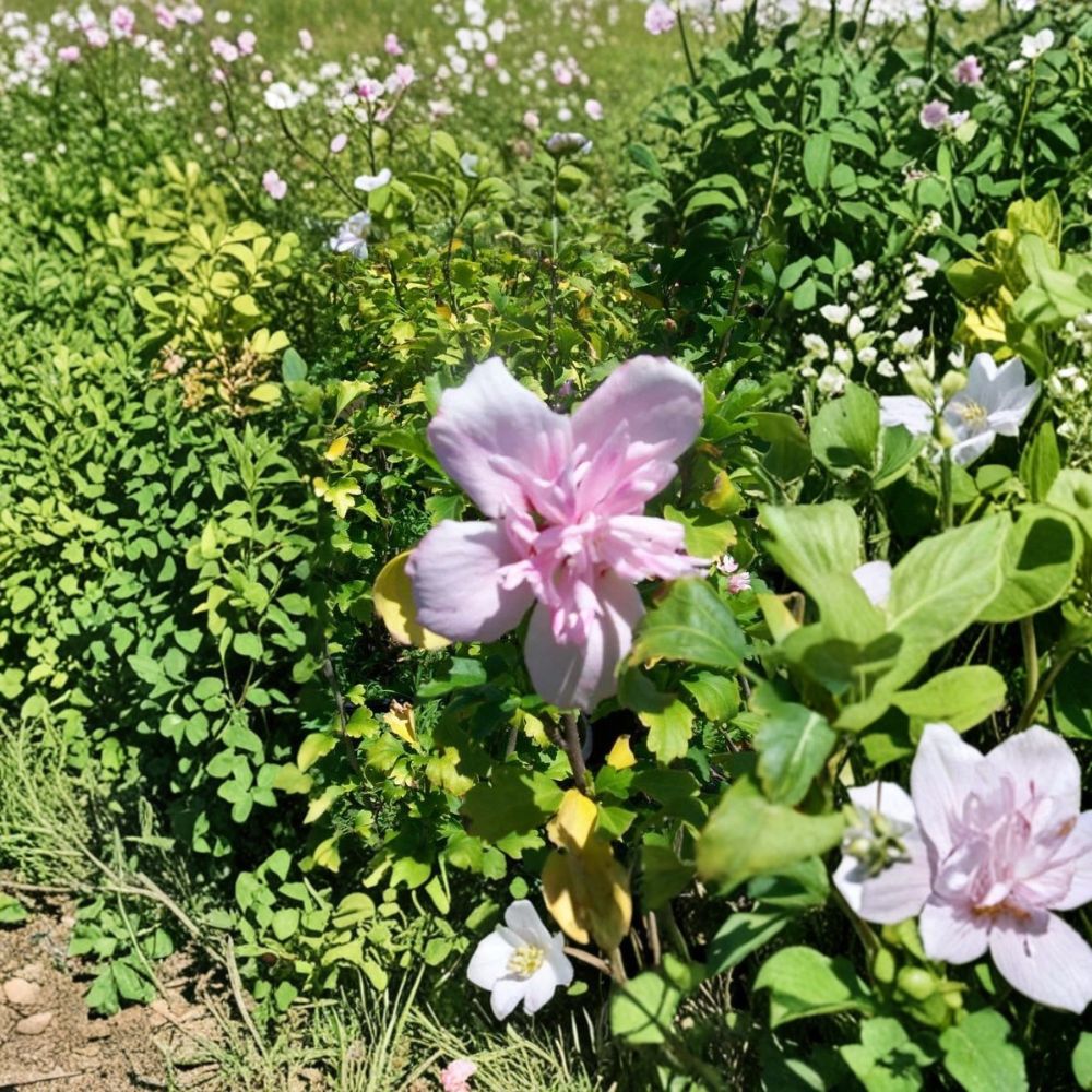 Double Flower Pink Althea Rose of Sharon – Hibiscus syriacus Live Plant | 3 Gallon Size | Double Pink Flowering Shrub | Includes Root Ball | Landscape & Garden Friendly | Easy to Grow