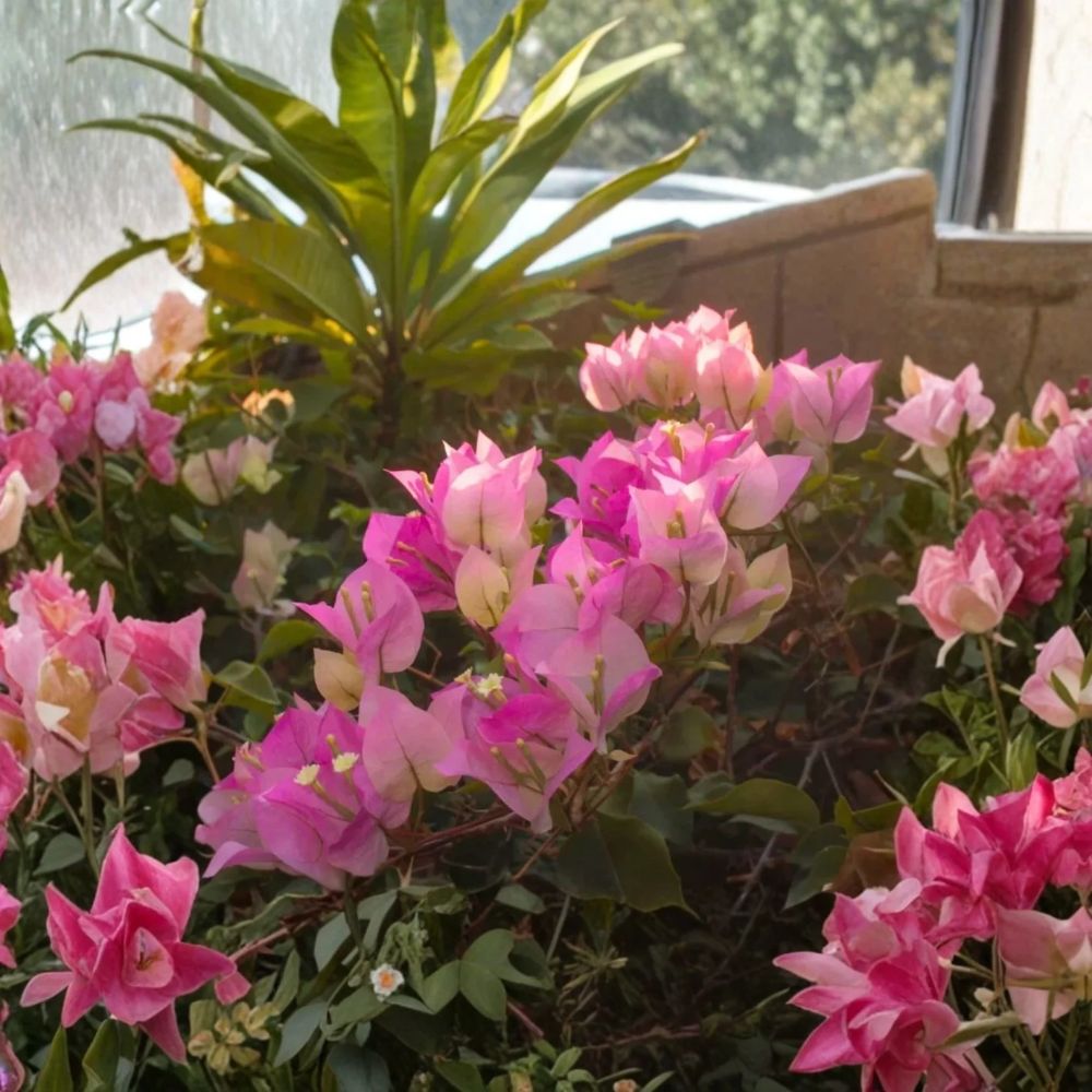 White Pink Bougainvillea Live Plant – 4" Potted Tropical Vine | Flowering Bougainvillea | Full Sun Patio Plant | Zones 9–11