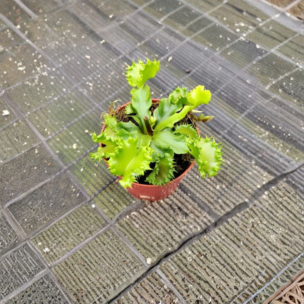 Venus Fly Trap 'Chinese Dumpling' – Dionaea muscipula Live Plant | 2 Inch Pot | Rare Carnivorous Houseplant | Fully Rooted Collector Plant