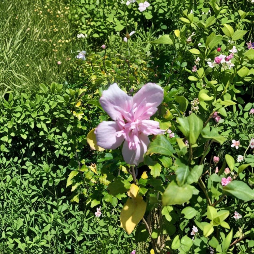 Double Flower Pink Althea Rose of Sharon – Live Shrub Plant | 3 Gallon Size | Includes Rooted Plant Ready for Planting | Landscape & Garden Friendly | Easy to Grow