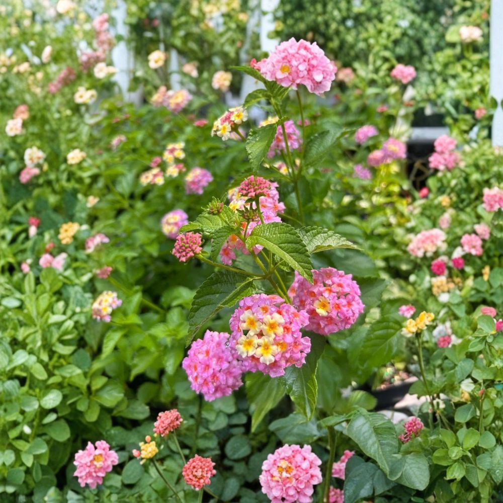 Lantana ‘Chapel Hill Pink Huff’ Live Plant Plug | 1–3 Inches Tall | Pink Flowering Lantana | Pollinator Friendly | Garden & Container Plant