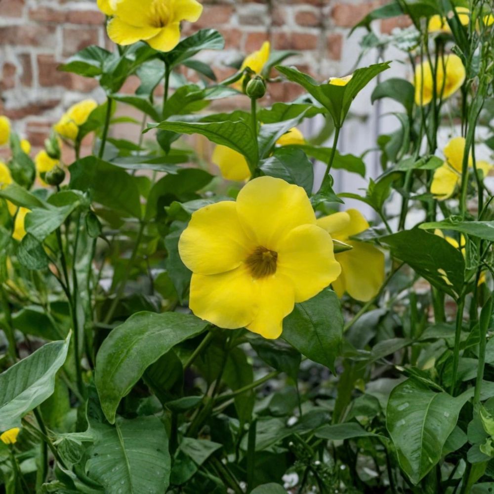 3 Live Dwarf Allamanda Plants – Allamanda compacta 4–6 Inch | Yellow Flowering Tropical Plant | Rooted in Soil | No Pot