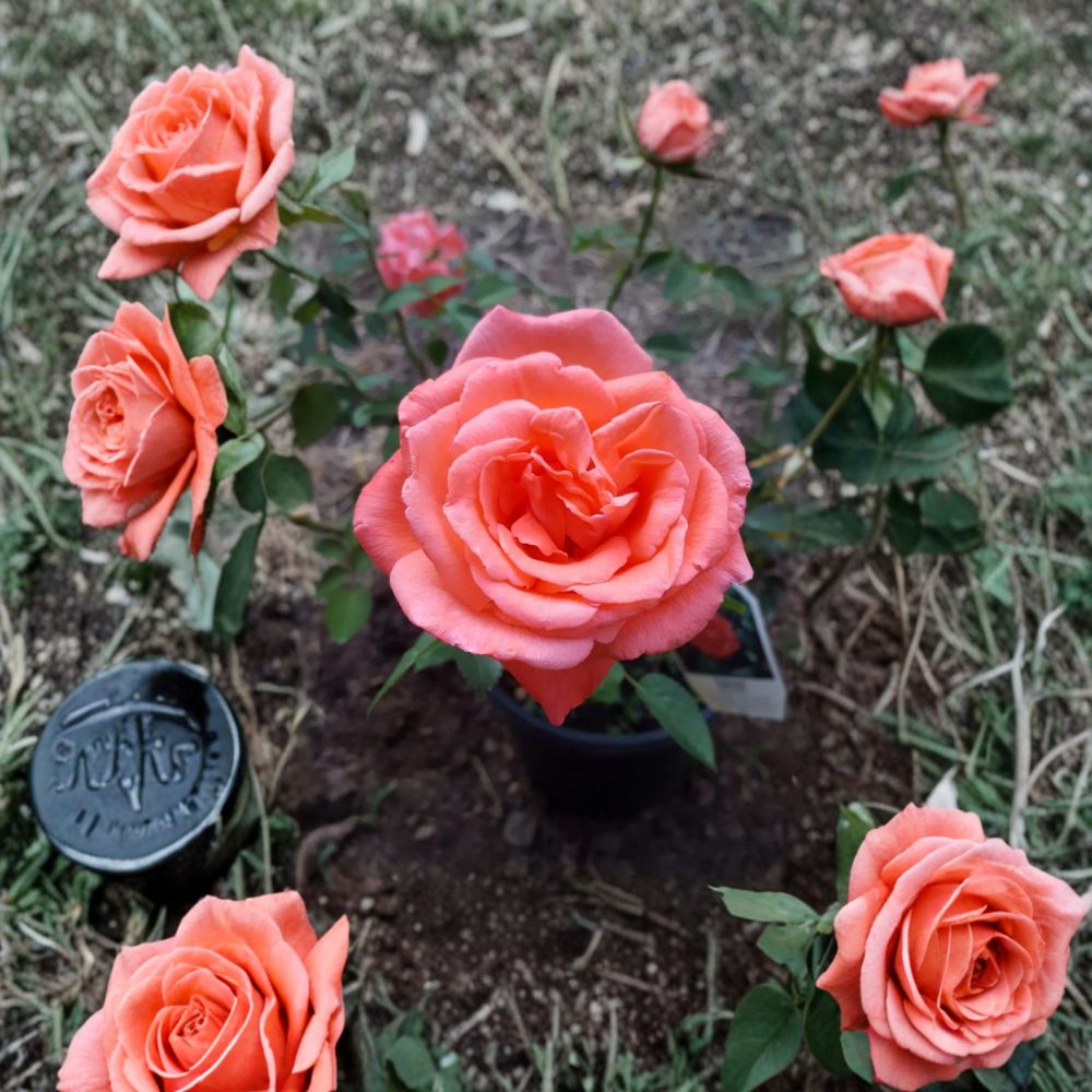 Tropicana Hybrid Tea Rose – Live Bush Plant | 1 Gallon Size | Includes Rooted Rose Ready for Planting | Landscape & Garden Friendly | Easy to Grow