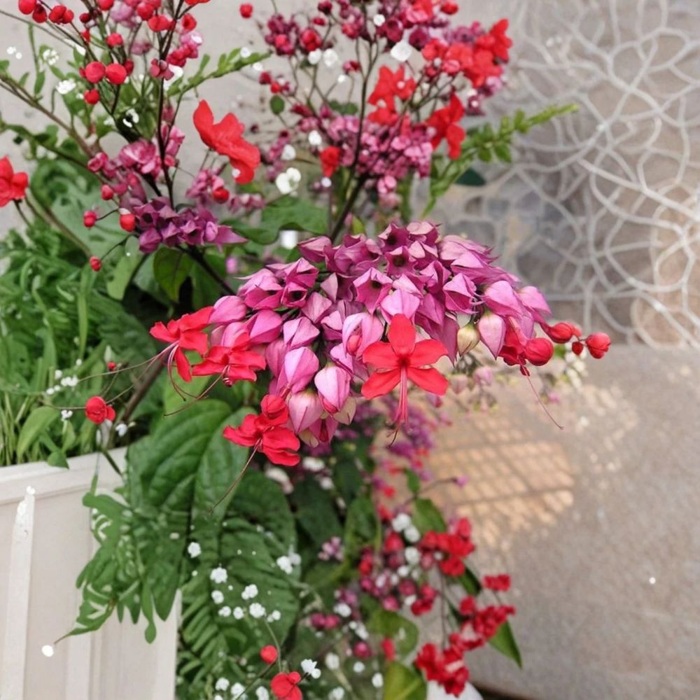 2 Bleeding Heart Red Live Plants – Clerodendrum thomsoniae | 4–6" Tropical Flowering Vine | Red & White Blooms | No Pot