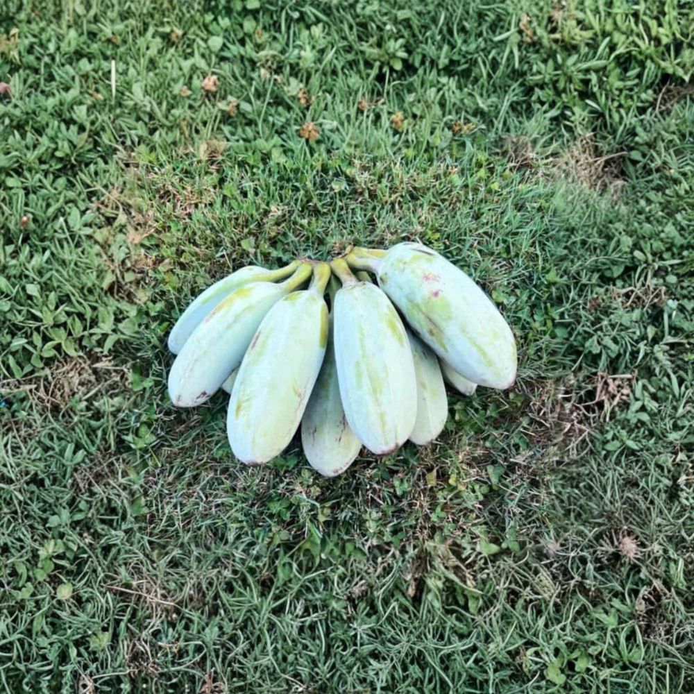 Live Ice Cream Banana Plant – Blue Java Banana | 4–6 Inches Tall | Ships Bare Root | Edible Tropical Fruit Tree | Fast Growing
