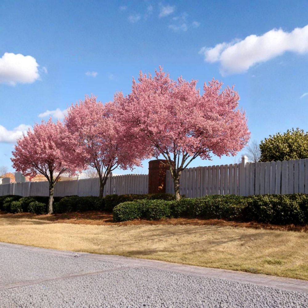 Okame Flowering Cherry Tree Live Plant | 6–12 Inches Tall | 2.5 Inch Pot | Prunus 'Okame' | Ornamental Spring Tree | Zones 6–9