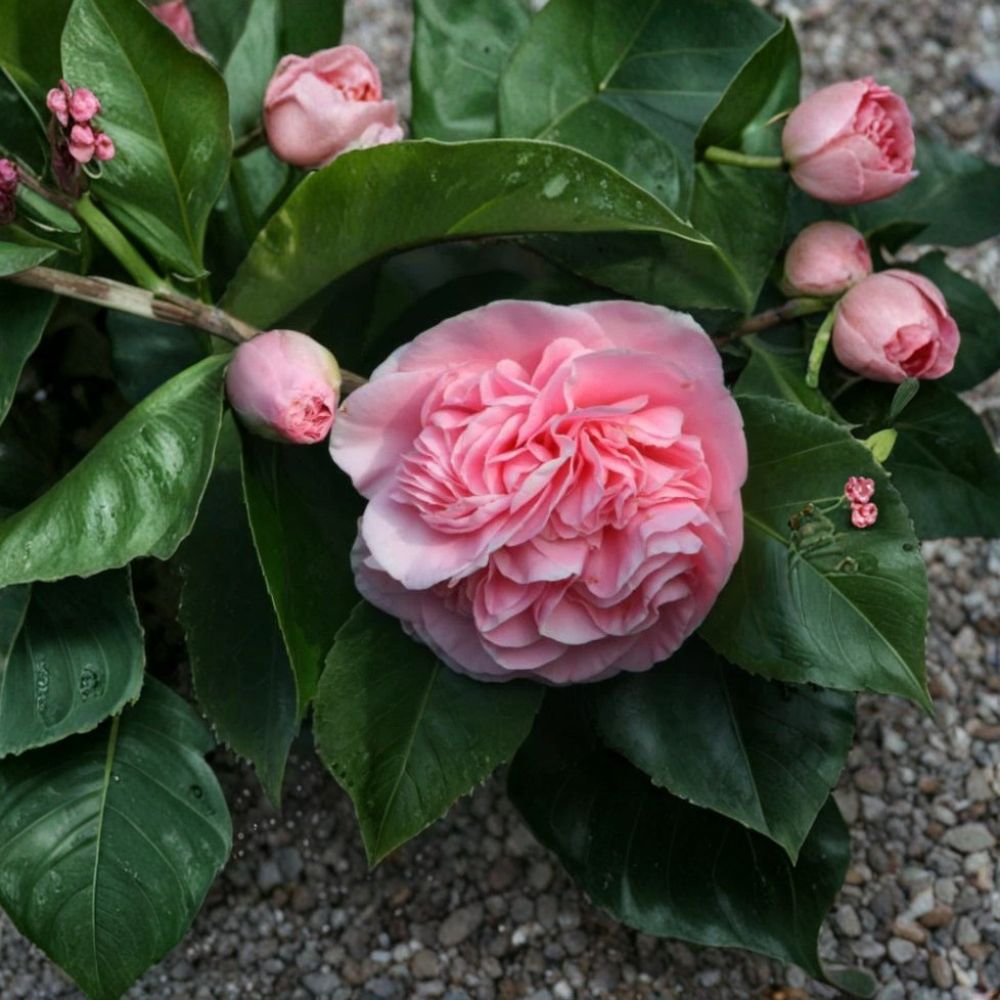 Debutante Pink Camellia Japonica – Camellia japonica 'Debutante' Live Starter Plant | 4L Size | Ships Bare Root (No Pot) | Evergreen Flowering Shrub | Shade Garden Favorite