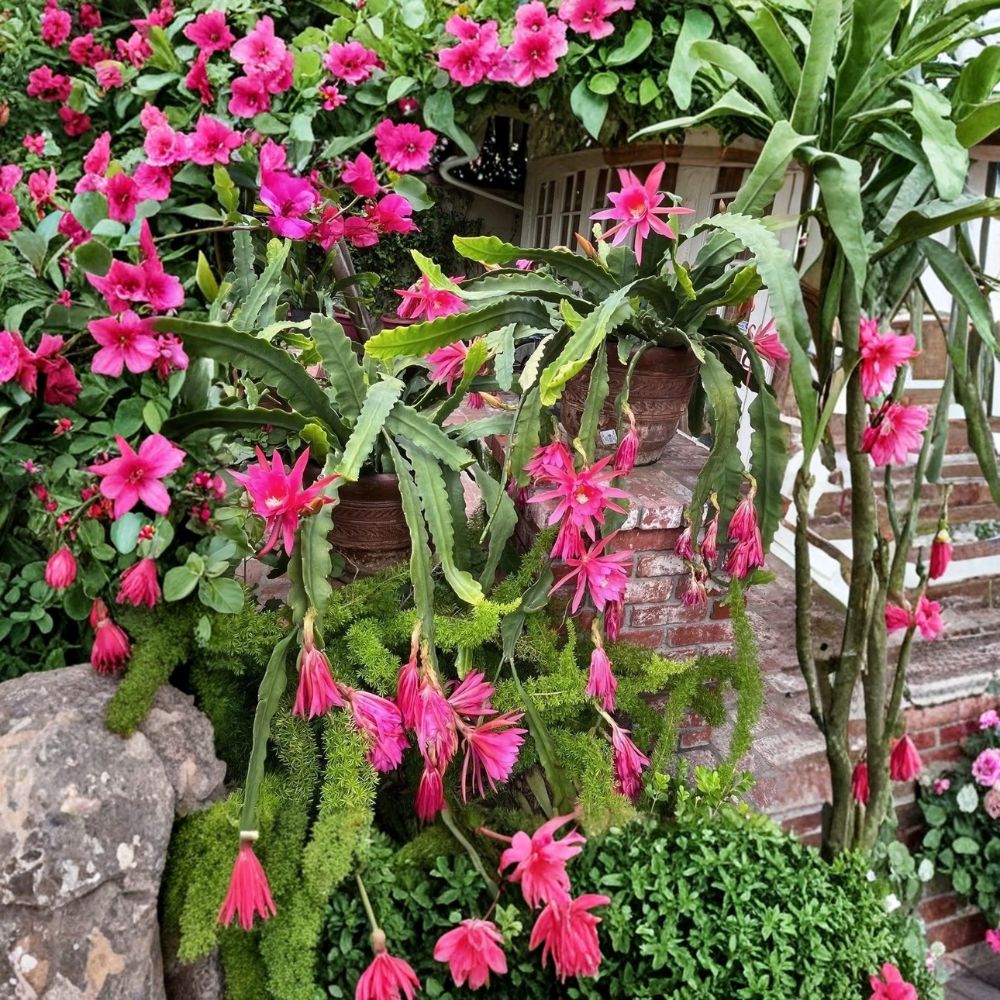 Queen of the Night Cactus – Epiphyllum hookeri Live Plant | 2 Bare Stem Cuttings | Night Blooming Cactus | Easy to Grow