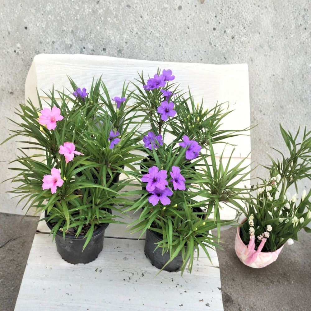 4 Ruellia Live Plants | 2 Pink & 2 Purple | Fully Rooted | Blooming or Blooming Soon | Hardy Perennial | Ready to Plant