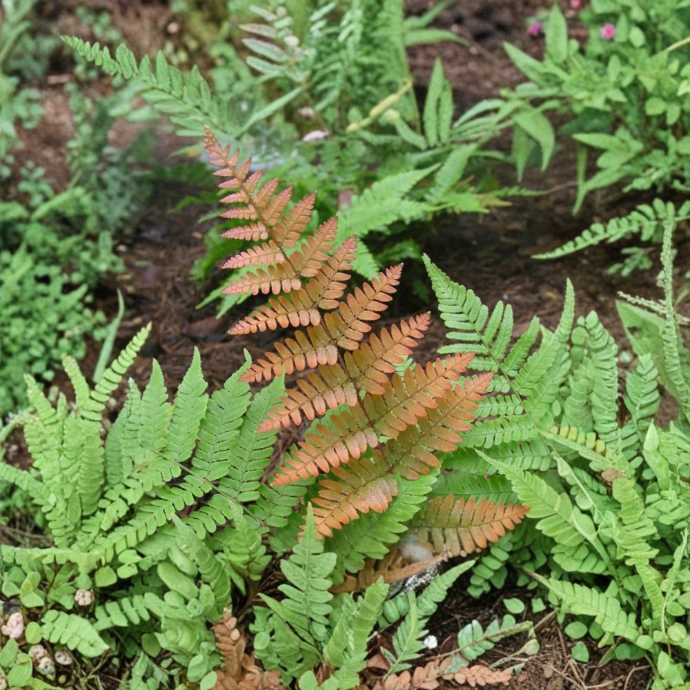 Autumn Fern Live Plant – 2 Inch Nursery Pot | Indoor & Outdoor Shade Fern | Colorful Foliage | Easy Care Houseplant & Garden Fern