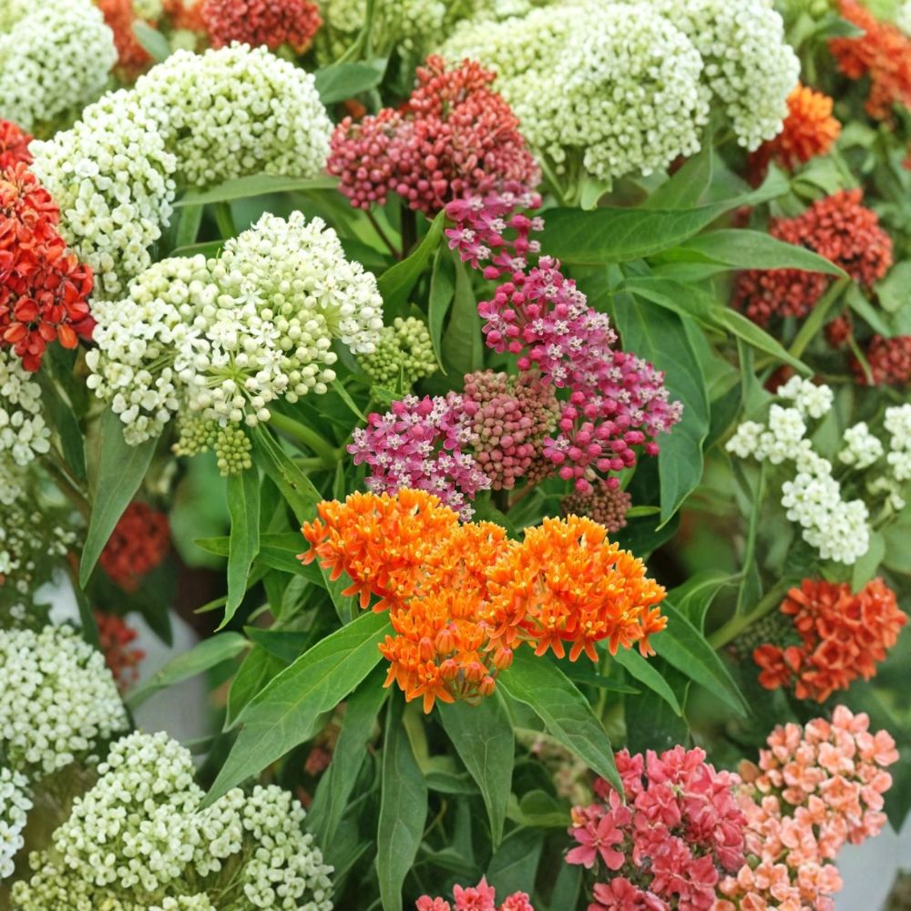 Milkweed Mix Live Plants | 2–5 Inches Tall | Rooted Pollinator Plants | Monarch Butterfly Garden | Ships Bare Root | No Pot
