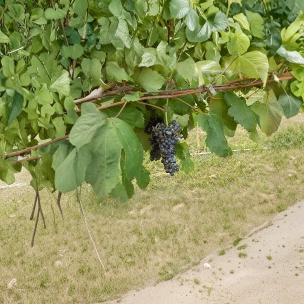Black Manukka Seedless Grape Vine – Vitis vinifera Live Plant | 2 Gallon Size | Self-Fertile Seedless Grapes | Includes Root Ball | Vineyard & Garden Friendly | Easy to Grow