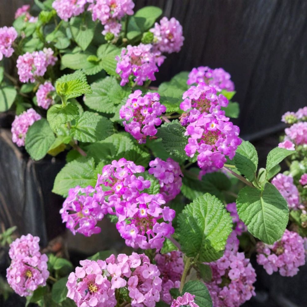 Purple Lantana Live Plant – 3–5 Inches Tall | Ships Without Pot | Trailing Flowering Perennial | Butterfly-Friendly | Easy to Grow
