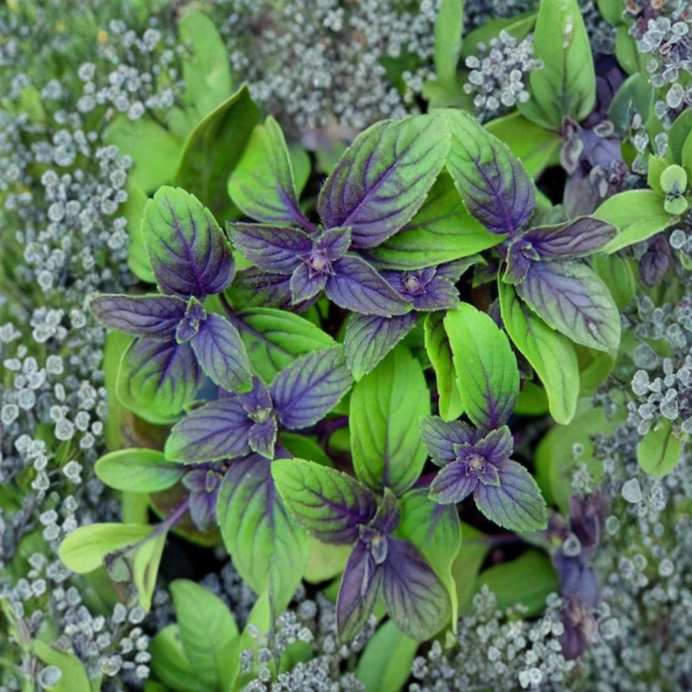 African Blue Basil – Live Herb Plant | 4–6 Inches Tall | Well-Rooted Starter Plant | Fragrant Culinary & Ornamental Herb
