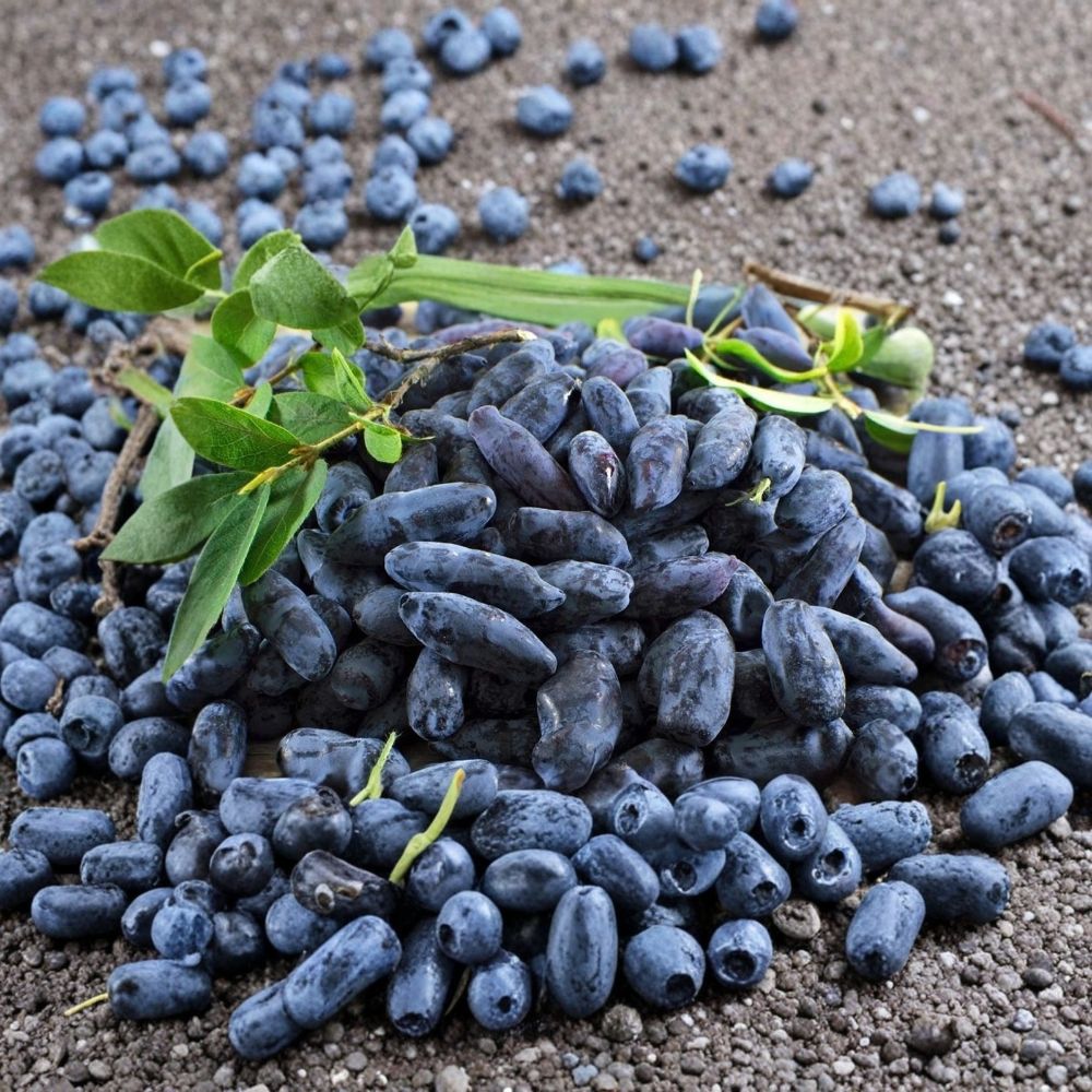 Tundra Honeyberry Plant – Lonicera caerulea | 2–3 Year Live Fruit Shrub | Gallon Grown | Cold Hardy Haskap | Zones 2–8