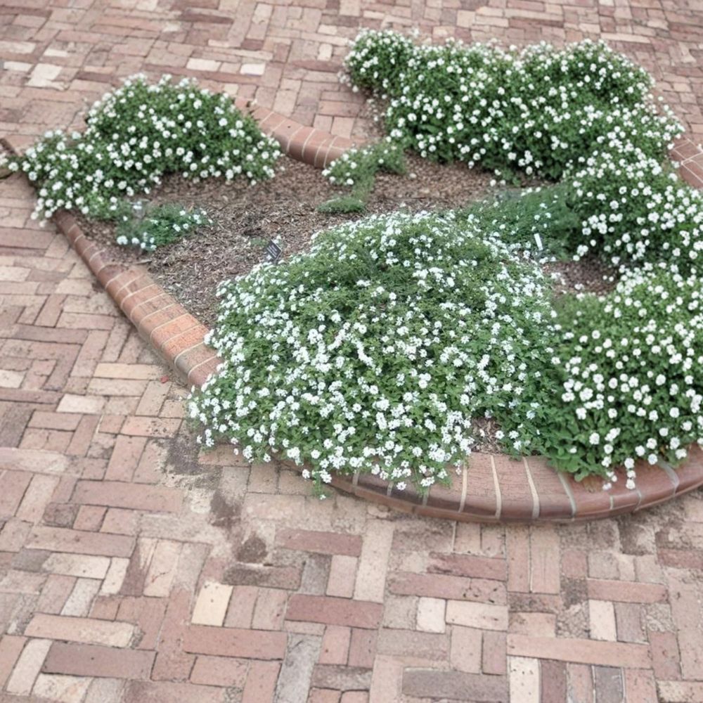 White Trailing Lantana – Live Plant | Fully Rooted in 1 Gallon Nursery Pot | Evergreen Ground Cover | Heat & Drought Tolerant