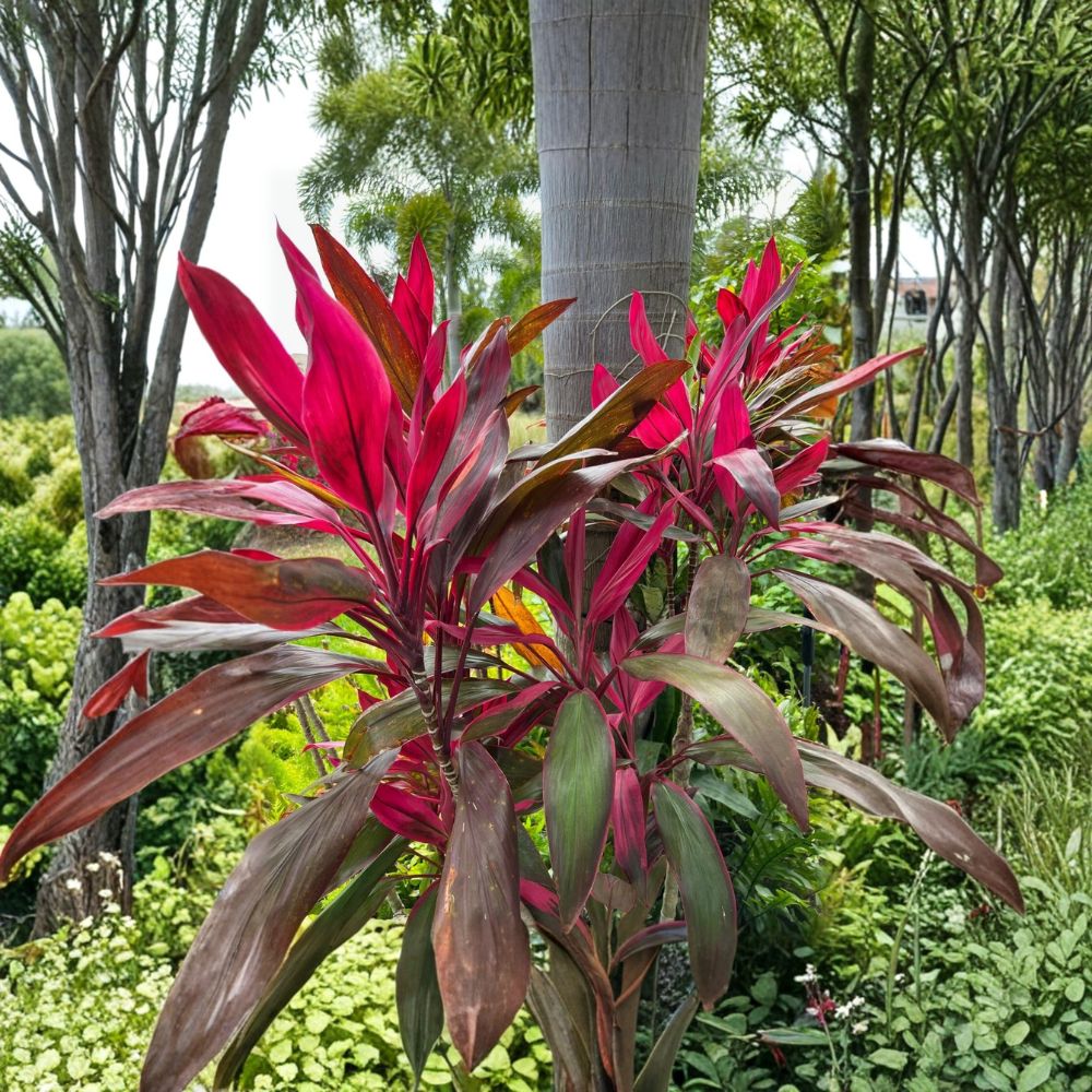Hawaiian Ti Plant 'Red Sister' | Cordyline fruticosa | Live Plant in 4 Inch Pot | Tropical Houseplant | Colorful Evergreen Foliage