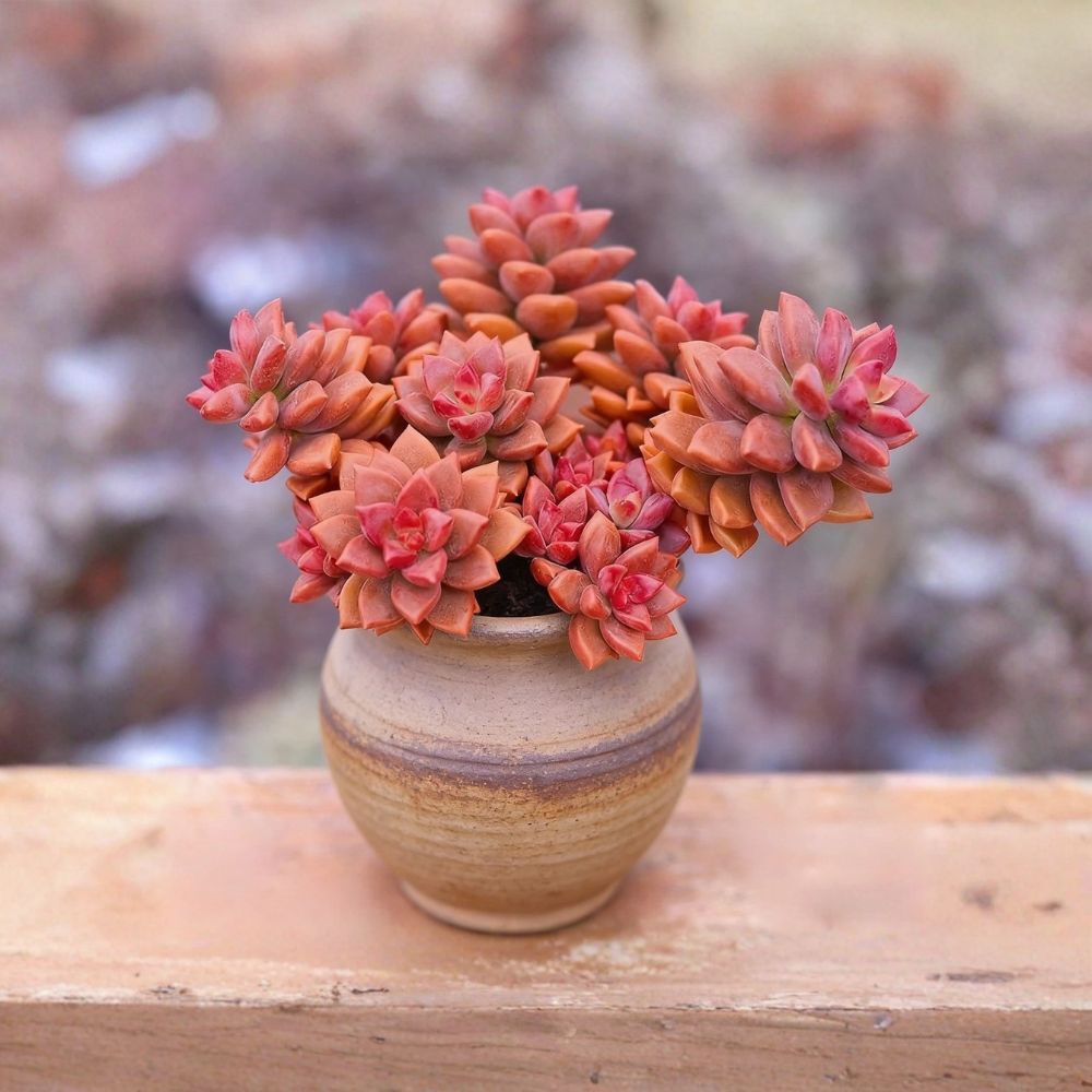 Live Echeveria Succulent Plant – 2 Inch Size | Rare Indoor Succulent | Easy Care Houseplant | Drought Tolerant | Great Gift
