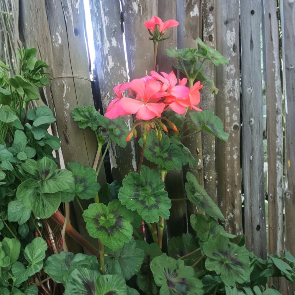 4 Orange Pink Zonal Geranium Cuttings – Pelargonium × hortorum | 6 Inches Long | Unrooted Live Plant Cuttings | Bright Coral Blooms | Easy to Root