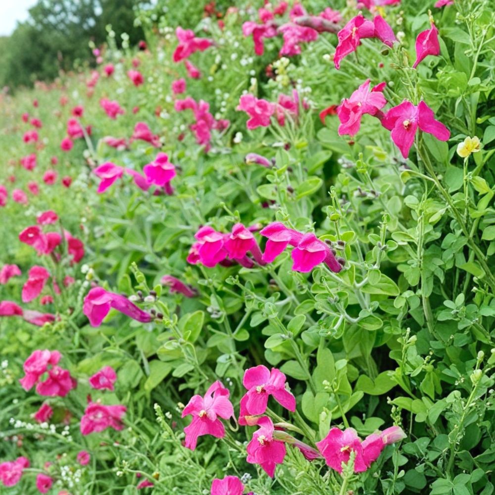 Pink Skullcap Live Plant | Scutellaria suffrutescens | Fully Rooted 1 Gallon Plant | Drought Tolerant Perennial | Pink Flowering Garden Plant