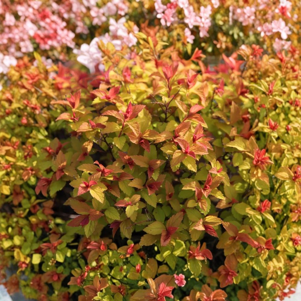 Gold Flame Spirea – Spiraea japonica 'Gold Flame' Live Plant | 10–14 Inches Tall | Includes Quart Nursery Pot | Hardy Flowering Shrub