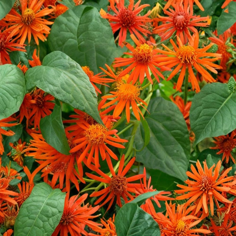 3 Mexican Flame Vine Plants – Senecio confusus | 3–6" Live Starter Vines | Orange Flowering Climber | Rooted in Soil | No Pot