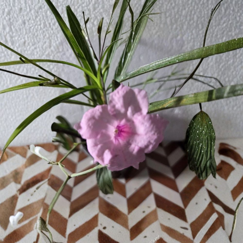5 Pink Mexican Petunia Live Plants – 5–7 Inches Tall | Well-Rooted Plug Size | Ruellia Flowering Plants | Garden & Container Friendly | Easy to Grow