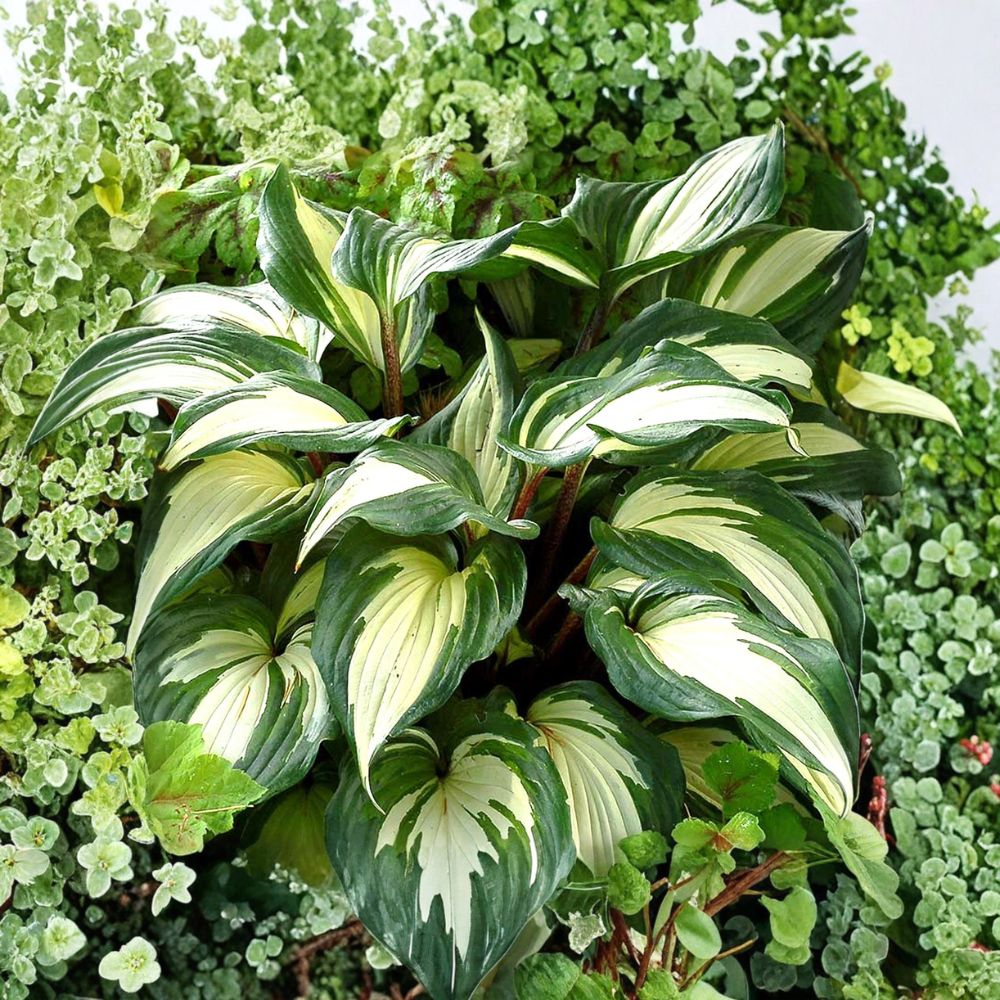 Hosta ‘Raspberry Sundae’ Live Starter Plant | 2.5 x 3.5 Inch Pot | Variegated Shade Perennial | Purple Flowers | Easy to Grow