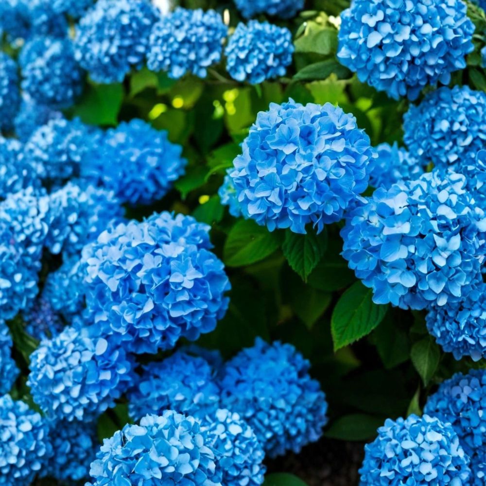 Nikko Blue Hydrangea Plant – Hydrangea macrophylla ‘Nikko Blue’ | 6–10" Live Potted Shrub | Blue Hydrangea Flowers | Garden Plant