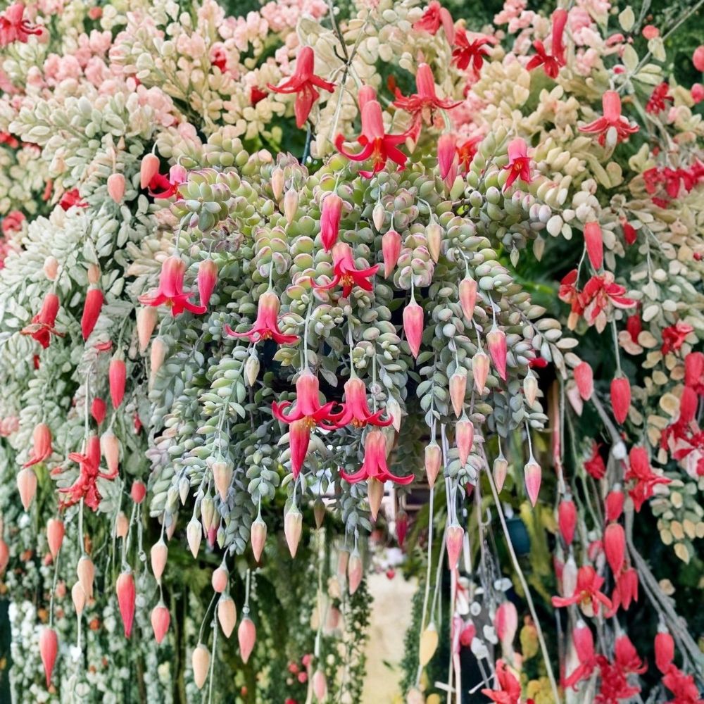 Cotyledon Pendens Live Plant – Cliff Hanger Succulent | 4" Potted Trailing Succulent | Pink Bell Flowers | Hanging Houseplant