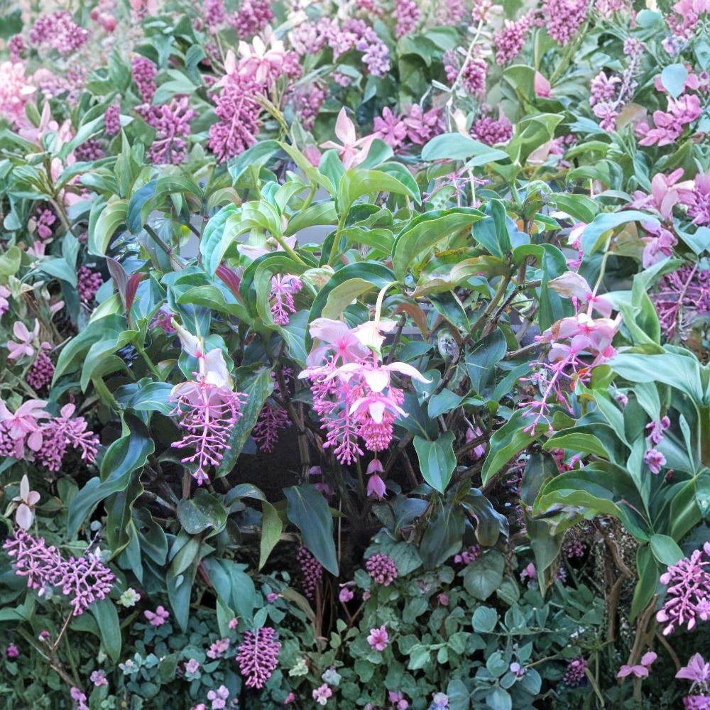 Chandelier Tree Plant – Medinilla cummingii | Rare Live Potted Plant | Pendulous Pink Blooms | Tropical Houseplant | Well Rooted