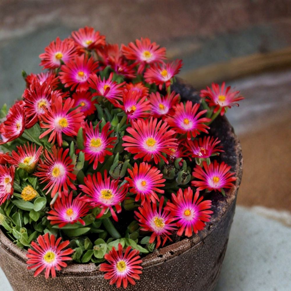 Delosperma ‘Jewel Of Desert Garnet’ Live Plant Plug | 1–3 Inches Tall | Ice Plant Ground Cover | Drought-Tolerant Perennial | Easy to Grow