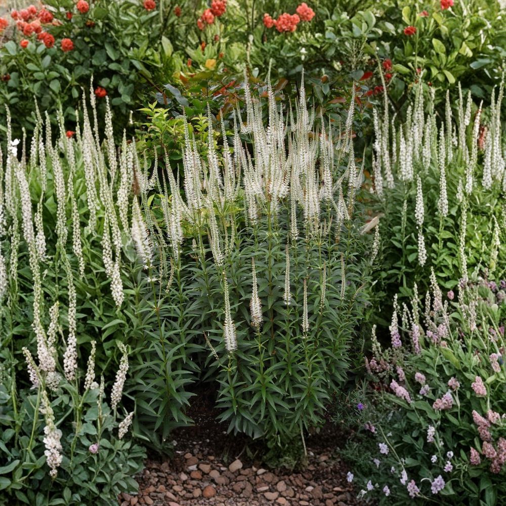 Culver's Root Live Starter Plant | Veronicastrum virginicum | 4–8 Inches Tall | Native Perennial | Ships in 2.5 x 3.5 Inch Pot