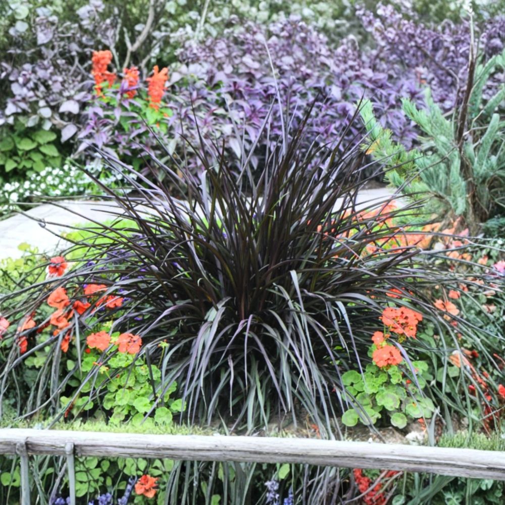 Black Fountain Grass Plant – Pennisetum setaceum ‘Rubrum’ | 5–9" Live Ornamental Grass | Dark Purple Foliage | Garden Border Plant