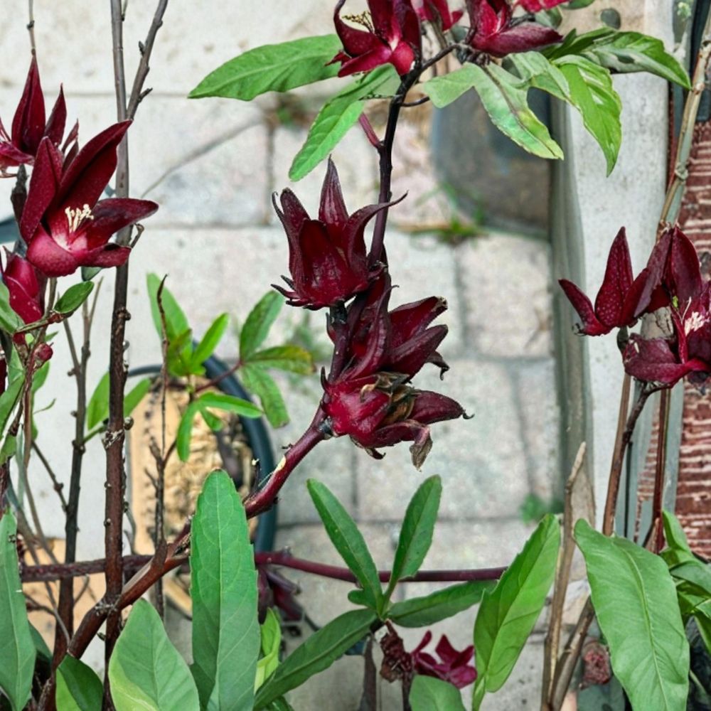 Roselle Live Plant – Hibiscus sabdariffa | 7–11 Inches Tall | Ships Without Pot | Hibiscus Tea Plant | Edible Tropical Herb | Easy to Grow