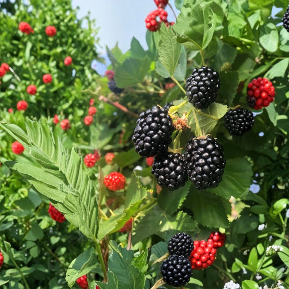 2 Live Big Daddy Blackberry Plants | 4–6 Inches Tall | Thornless Fruit Plant | Bare Root Starter Plants | Ready to Grow | No Pot