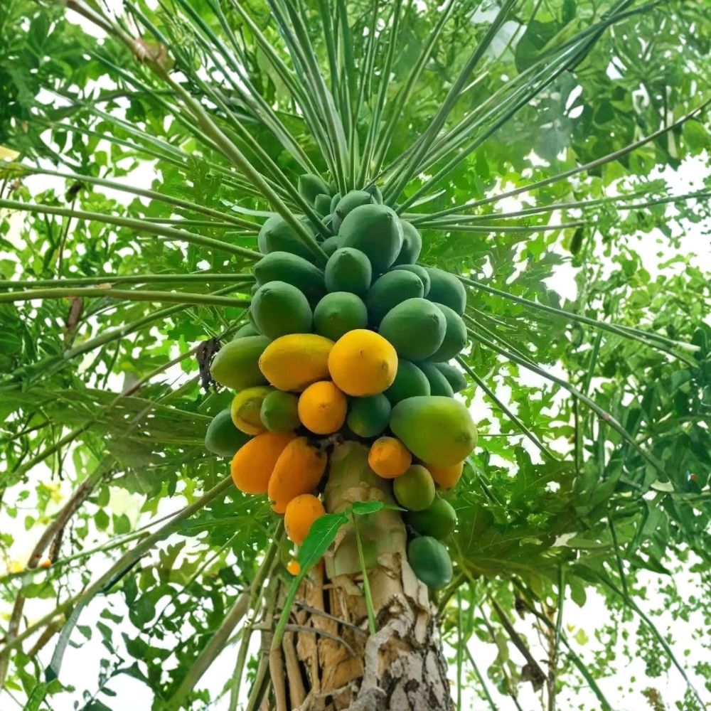 Mexico Papaya – Carica papaya Live Starter Plant | 4–8 Inches Tall | Includes 4 Inch Nursery Pot | Tropical Fruit Tree