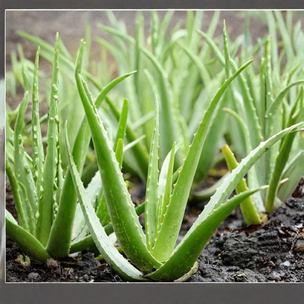 2 Live Aloe Vera Rooted Starter Pups | 8–12 Inches Tall | Succulent Houseplant | Bare Root | Easy Care Medicinal Plant