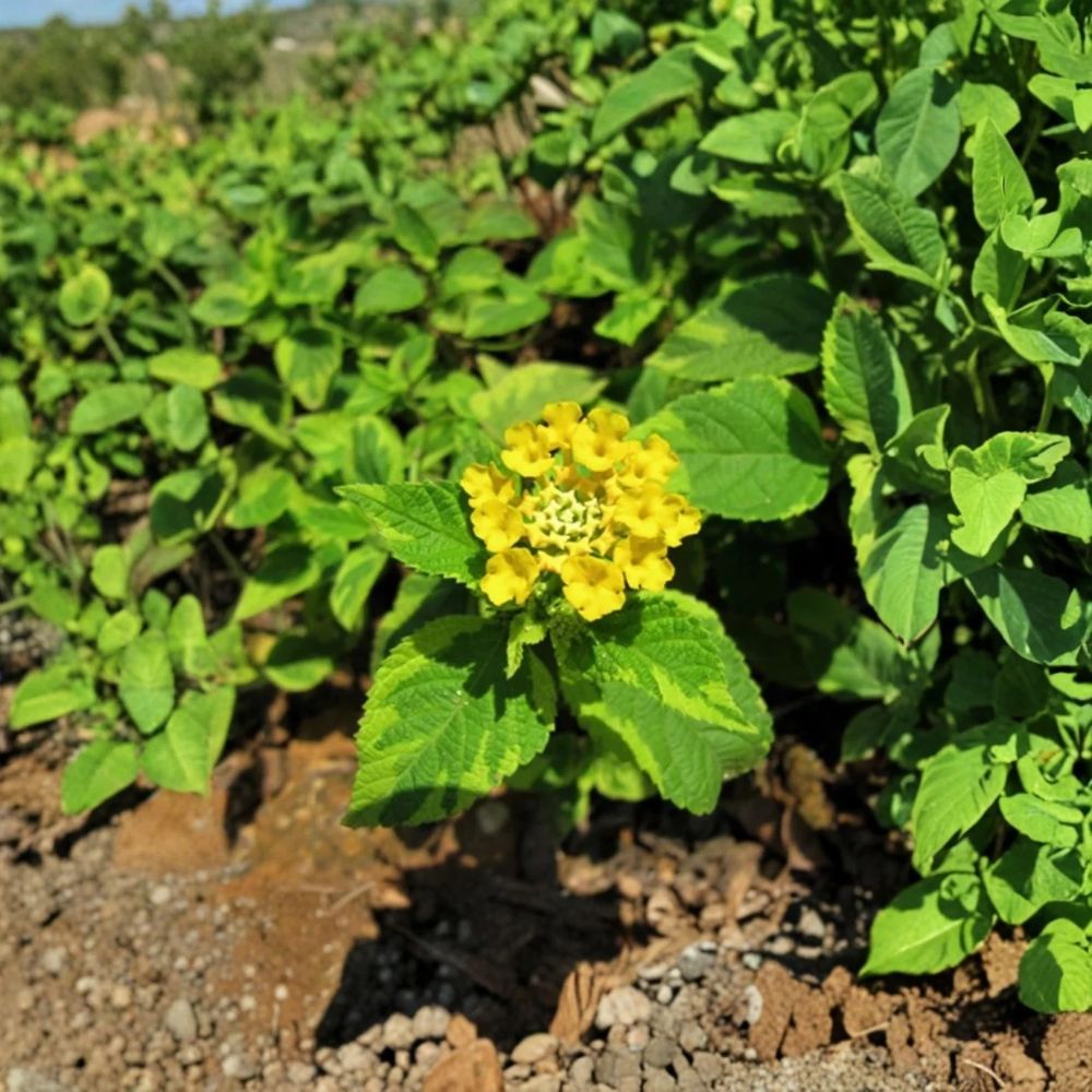 2 Samantha Lantana Plants – Lantana camara ‘Samantha’ | 4–6" Live Starter Plants | Colorful Flowering Shrub | No Pot | Zones 8–11