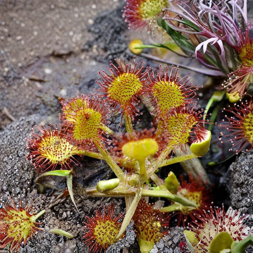Live Drosera Rotundifolia Adult Plant – Round-Leaved Sundew | Carnivorous Plant | Bare Root in Live Sphagnum Moss