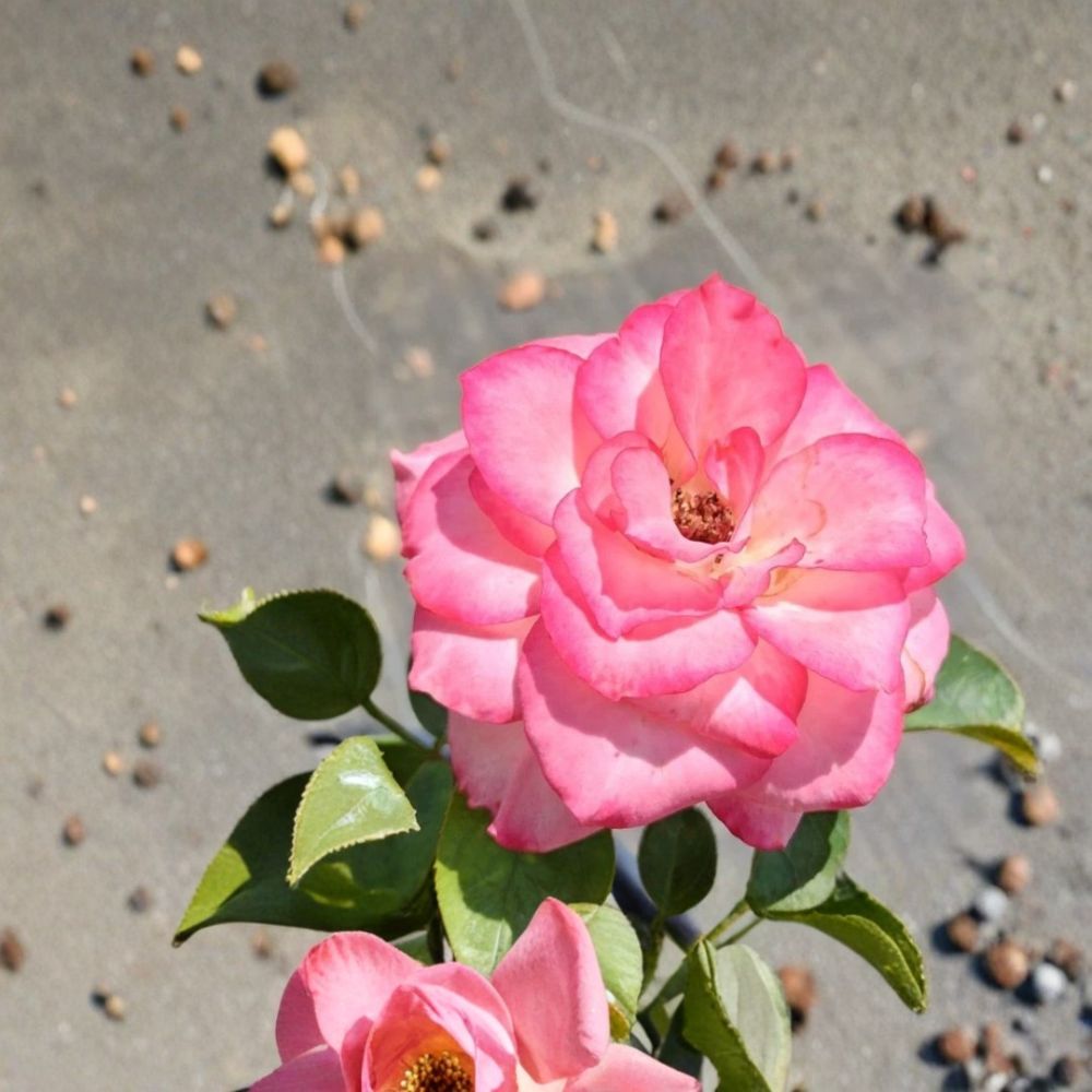 Nichole Floribunda Rose – Rosa hybrida Live Plant | 5 Gallon Size | White Pink Everblooming Rose Bush | Includes Root Ball | Garden & Landscape Friendly | Easy to Grow