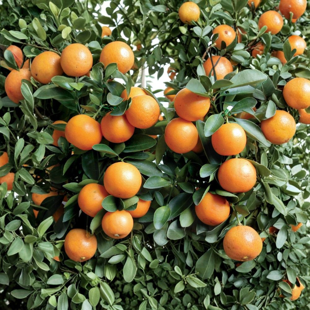 Kumquat Tree Live Plant | 3–6 Inches Tall | Bare Root Citrus Seedling | Edible Fruit Tree | Patio & Garden Friendly