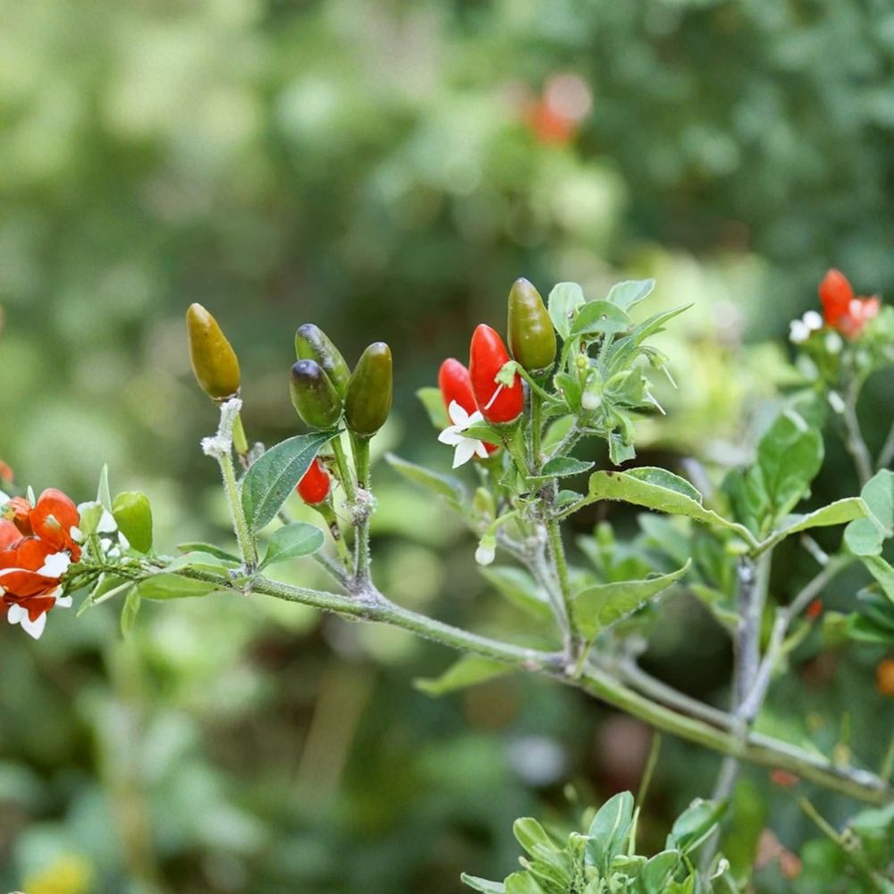 Chile Pequin Pepper Live Plant – 1 Pot | Small Hot Chili Pepper | Heirloom Capsicum | Edible Garden Plant | Easy to Grow