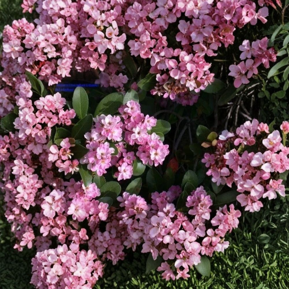 Indian Hawthorn 'Pink Dancer' Live Cuttings | Set of 7 | 6 Inch Stem Cuttings | Evergreen Flowering Shrub | Propagation Ready