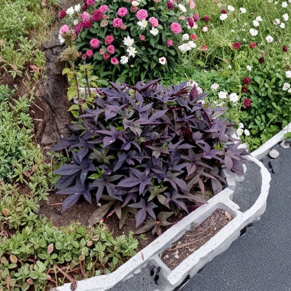 Blackie Sweet Potato Vine – 2 Live Starter Plants | 4–6 Inches Tall | Root Ball Only | Ornamental Trailing Foliage Plant