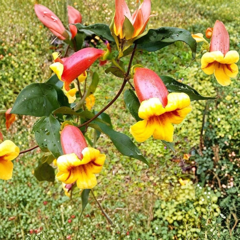Tangerine Beauty Crossvine – Bignonia capreolata ‘Tangerine Beauty’ | Live Bare Root Vine | Yellow Orange Red Flowers | Hummingbird Plant | Zones 6–9