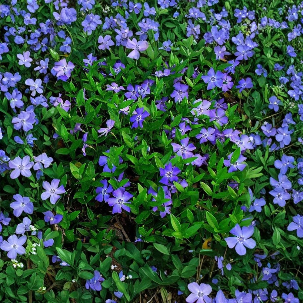 20 Creeping Myrtle Periwinkle Bare Root Plants | Vinca minor | Evergreen Ground Cover | Hardy Perennial | Ready to Plant